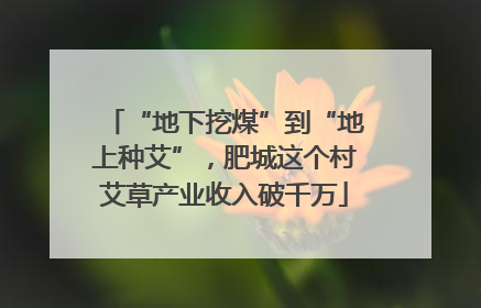“地下挖煤”到“地上种艾”，肥城这个村艾草产业收入破千万