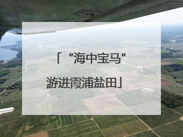 “海中宝马”游进霞浦盐田