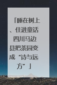 睡在树上、住进童话 四川马边县把茶园变成“诗与远方”