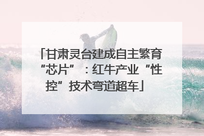 甘肃灵台建成自主繁育“芯片”：红牛产业“性控”技术弯道超车