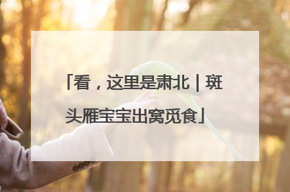 看，这里是肃北｜斑头雁宝宝出窝觅食
