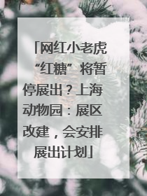 网红小老虎“红糖”将暂停展出？上海动物园：展区改建，会安排展出计划