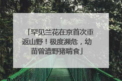 罕见兰花在京首次重返山野！极度濒危，幼苗曾遭野猪啃食