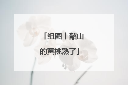 组图丨韶山的黄桃熟了