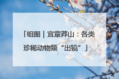 组图｜宜章莽山：各类珍稀动物频“出镜”