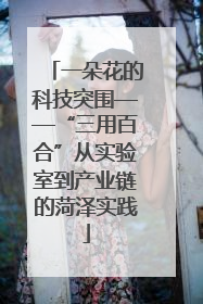 一朵花的科技突围——“三用百合”从实验室到产业链的菏泽实践