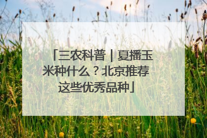 三农科普｜夏播玉米种什么？北京推荐这些优秀品种