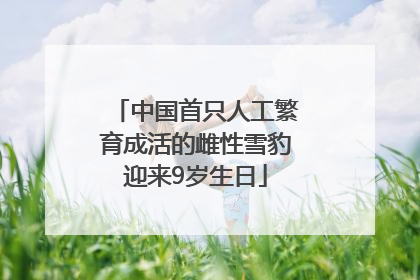中国首只人工繁育成活的雌性雪豹迎来9岁生日