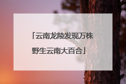 云南龙陵发现万株野生云南大百合
