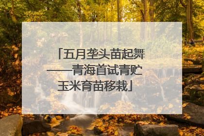 五月垄头苗起舞——青海首试青贮玉米育苗移栽