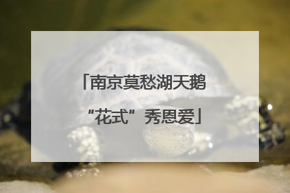 南京莫愁湖天鹅“花式”秀恩爱