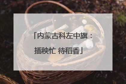 内蒙古科左中旗：插秧忙 待稻香