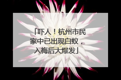 吓人！杭州市民家中已出现白蚁，入梅后大爆发