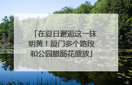 在夏日邂逅这一抹明黄！厦门多个路段和公园腊肠花盛放