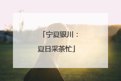 宁夏银川：夏日采茶忙