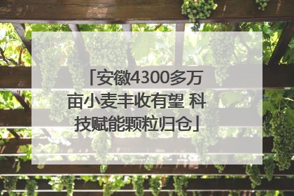 安徽4300多万亩小麦丰收有望 科技赋能颗粒归仓