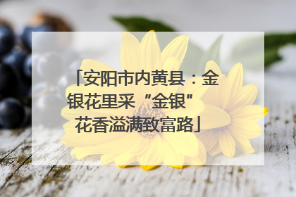 安阳市内黄县：金银花里采“金银” 花香溢满致富路