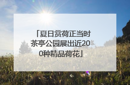 夏日赏荷正当时 茶亭公园展出近200种精品荷花