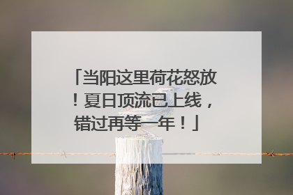 当阳这里荷花怒放！夏日顶流已上线，错过再等一年！
