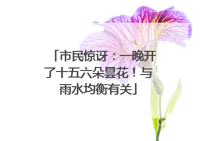 市民惊讶：一晚开了十五六朵昙花！与雨水均衡有关