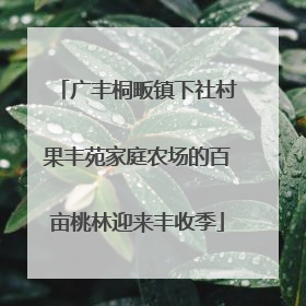 广丰桐畈镇下社村果丰苑家庭农场的百亩桃林迎来丰收季