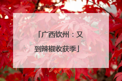 广西钦州：又到辣椒收获季