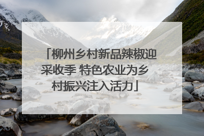 柳州乡村新品辣椒迎采收季 特色农业为乡村振兴注入活力