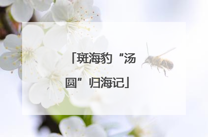 斑海豹“汤圆”归海记