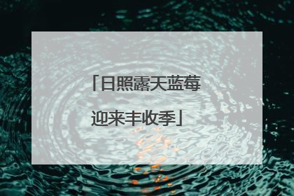 日照露天蓝莓迎来丰收季