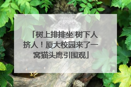 树上排排坐 树下人挤人！厦大校园来了一窝猫头鹰引围观