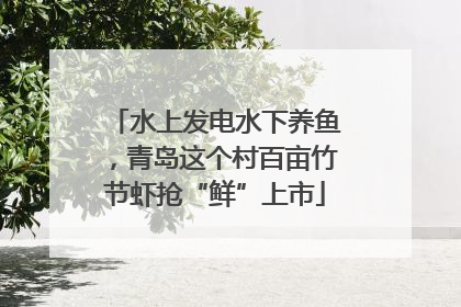 水上发电水下养鱼，青岛这个村百亩竹节虾抢“鲜”上市
