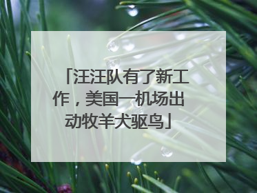 汪汪队有了新工作，美国一机场出动牧羊犬驱鸟