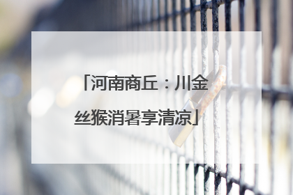 河南商丘：川金丝猴消暑享清凉