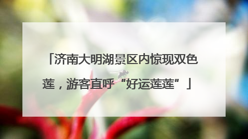 济南大明湖景区内惊现双色莲，游客直呼“好运莲莲”
