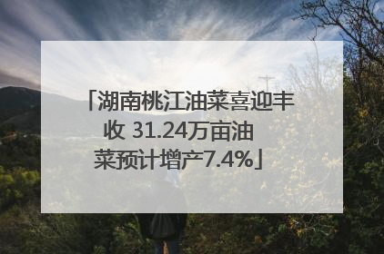 湖南桃江油菜喜迎丰收 31.24万亩油菜预计增产7.4%