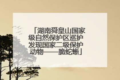 湖南舜皇山国家级自然保护区巡护发现国家二级保护动物——脆蛇蜥