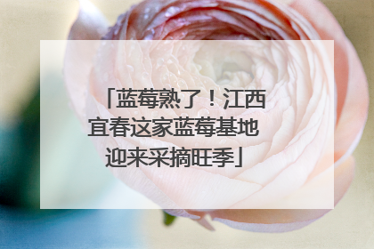 蓝莓熟了！江西宜春这家蓝莓基地迎来采摘旺季