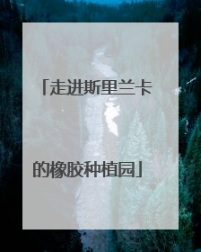 走进斯里兰卡的橡胶种植园