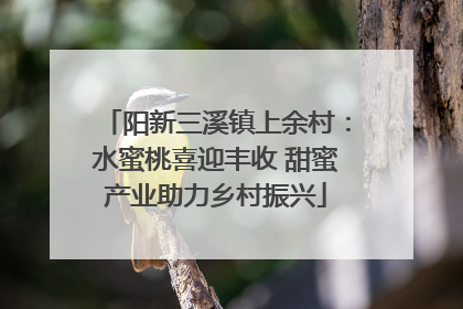 阳新三溪镇上余村：水蜜桃喜迎丰收 甜蜜产业助力乡村振兴