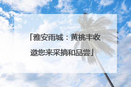 雅安雨城：黄桃丰收 邀您来采摘和品尝