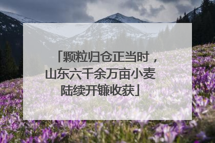 颗粒归仓正当时，山东六千余万亩小麦陆续开镰收获