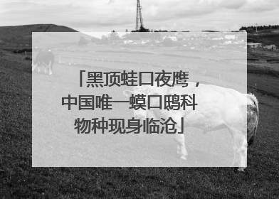 黑顶蛙口夜鹰，中国唯一蟆口鸱科物种现身临沧